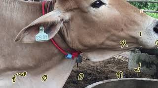 การสนตะพายวัว (passing a rope through the nose of a cattle)
