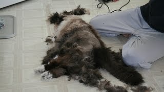 How to shave your pussy!