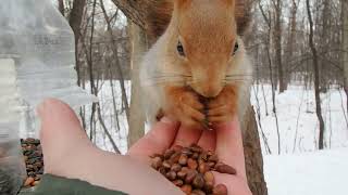 Опять прибежала незнакомая голодная белка / An unfamiliar hungry squirrel came running again