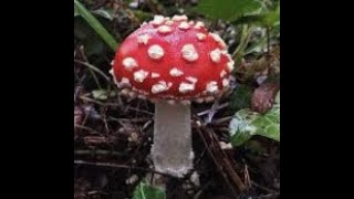 Amanites Muscaria/Tue mouches -NARCOTIC Mushroom Hampstead Heath  Oct 2019