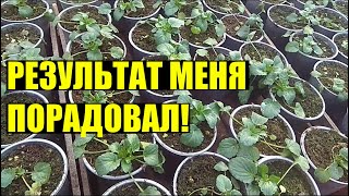 ВИОЛА ПОД СНЕГОМ - МОЙ ОПЫТ / МОРОЗ  -15 / +АГРОВОЛОКНО