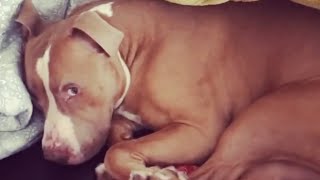 Someone left this dog behind when moving from their apartment
