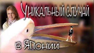 Уникальный случай в Японии , который удивил даже японцев