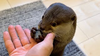 氷大好きなカワウソにあるアイテムをあげたら可愛く受け取ってくれたけど予定外だった I gave the otter an icy item and it was adorable.