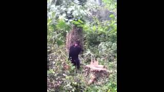 Tree meets it's end with Baretta