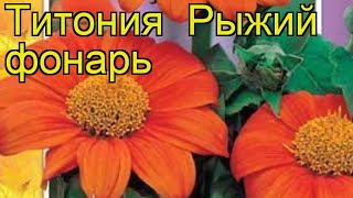 Титония Рыжий фонарь (Ryzhiy fonar'). Краткий обзор, описание характеристик, где купить семена