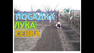 Посадка лука севка Лук тыканка