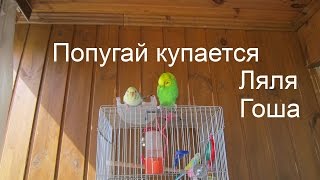 Попугай Ляля купается на балконе