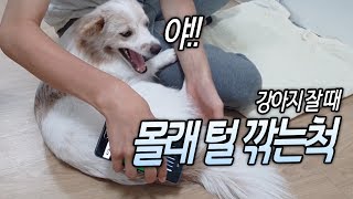 강아지가 잘 때, 몰래 털 깎는 척을 한다면?