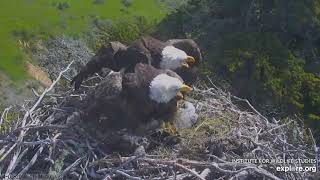 04-03-19 Sauces Canyon eagles; parents defend the nest, with slo-mo.