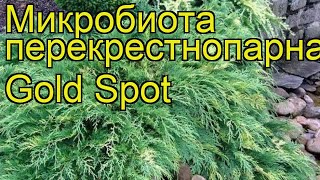 Микробиота перекрестнопарная Голдспот. Краткий обзор, описание microbiota decussata Goldspot