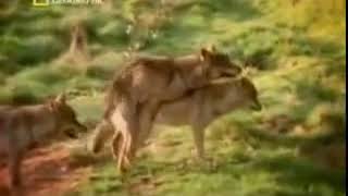 Wolf Mating