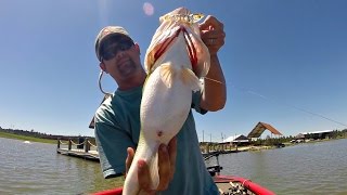 Godzilla Bass Caught on a Shrimp! Topwater Bass Fishing
