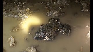 Soi ếch đồng bội thu - Ếch mắc cặp -  sau cơn mưa đầu mùa | Catch frogs at night