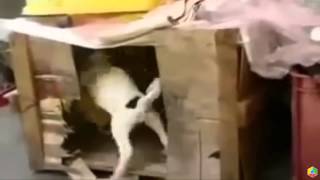 New Today!№4 Новое Сегодня!Секс у животных разных видов!Sex in animals of different species!1