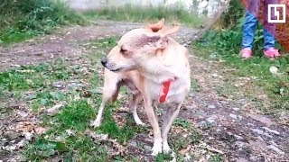 Выкинули собаку с третьего этажа