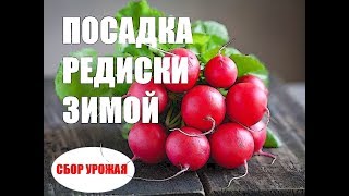 Заработок на зимней редиске