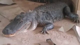 9-Ft Alligator Breaks Into House and Is Discovered Relaxing In Living Room