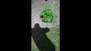 marihuana Uruguay 2020
