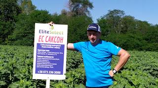 Подсолнечник ЕС САКСОН под Гранстар 50грам. Жаростойкий гибрид ЕС САКСОН высокоурожайный 50,2 ц/га.
