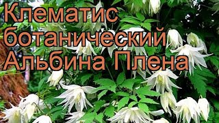 Клематис ботанический Альбина Плена ? обзор: как сажать, саженцы клематиса Альбина Плена