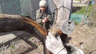 Пилим сухое дерево двуручной ручной пилой We saw the dry tree with a two-handed saw 20170204