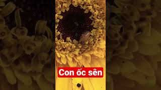 Bé nhận biết con ốc sên / Dạy trẻ thông minh sớm #daybehoc #daybetapnoi #daytrethongminhsom
