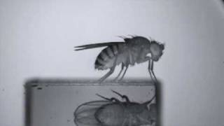 Fly Swat Science
