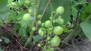 Виноград люсиль и изумление(Билаш) на 18.07.18г
