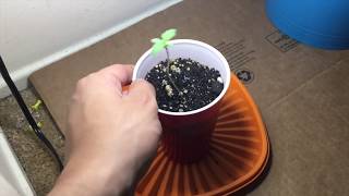 cheap indoor closet grow!  (Day 8 mysteryseed)