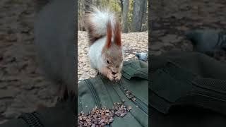 Погладил Толстую / Stroked the Tolstaya