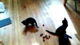 No cost cat toys