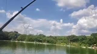Pesca de Tamba na superfície com geleia de mocoto.