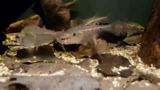 Charax condei (wild) bij Aquarium Speciaalzaak Utaka