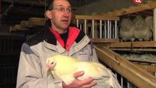 Смотр домашней птицы в Париже. Сoncours de volaille