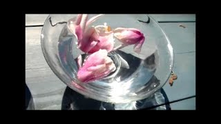 Magnolia: Making of a Flower Essence