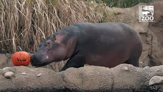 Hippo Fiona and Other Animals Playing with Pumpkins - Cincinnati Zoo