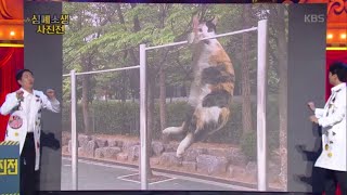 우리 집 돼냥이 운동 좀 시켜주세요! [심폐소생 사진전]  [개그 콘서트/Gag Concert] 20200201