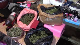 У наркоагронома из Керчи изъяли 12 кг марихуаны