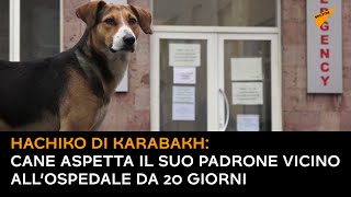 Hachiko di Karabakh: cane aspetta il suo padrone vicino all’ospedale da 20 giorni