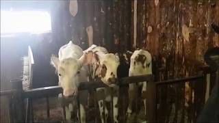 Купили Айрширских телок вместе с подписчиками