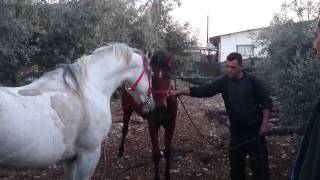 صلاة النبي الحصان نور لهيب (الخيل العربي الاصيل)(الفرس الاصيل)