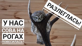 Сыч Лучик на рогах! Совсем маленькую сову затыкала, чуть палец не погнула!