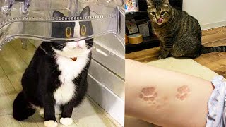 Cute Dogs And Cats That Will Make You Laugh - Funny Animal Videos