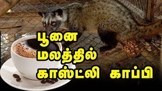 பூனை மலத்தில் காஸ்ட்லி காப்பி | Costly Coffee made from Cat's shit