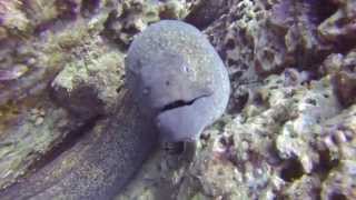 Diving in Costa Rica