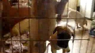 Щенки бульмастифа Bullmastif.narod.ru