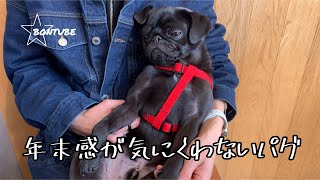 【pug】年末感が気にくわないパグ、梵氏?