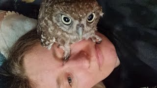 Милое нападение совы на человека с целью сделать коррекцию глаз и кусь за нос