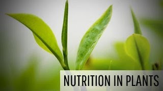 Nutrition in Plants and Modes of Nutrition in Plants